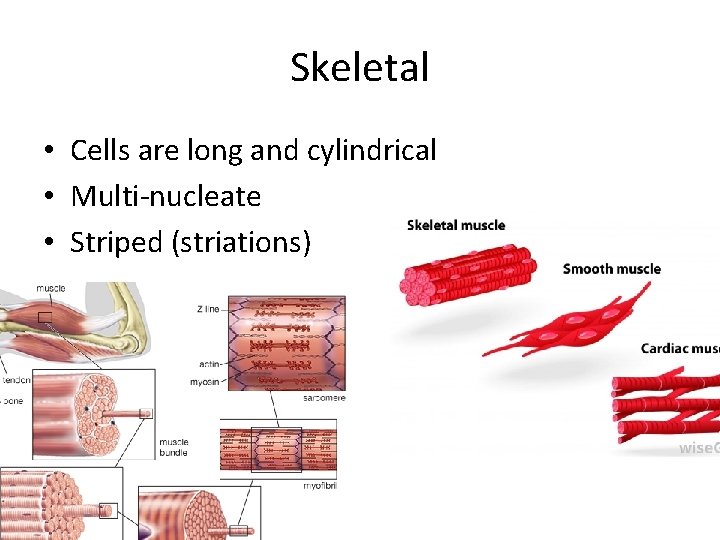 Skeletal • Cells are long and cylindrical • Multi-nucleate • Striped (striations) 