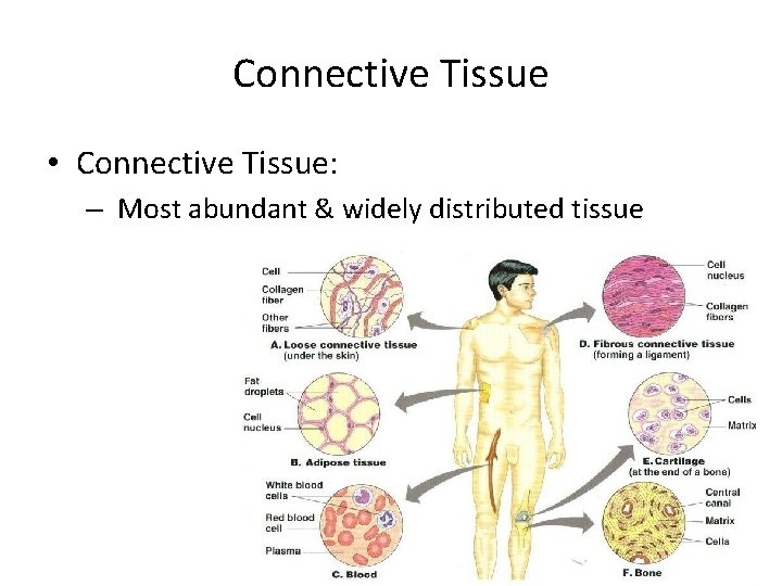 Connective Tissue • Connective Tissue: – Most abundant & widely distributed tissue 