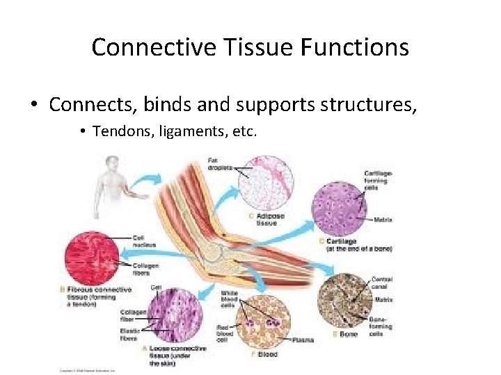 Connective Tissue Functions • Connects, binds and supports structures, • Tendons, ligaments, etc. 