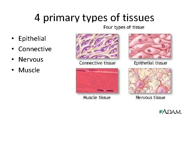 4 primary types of tissues • • Epithelial Connective Nervous Muscle 