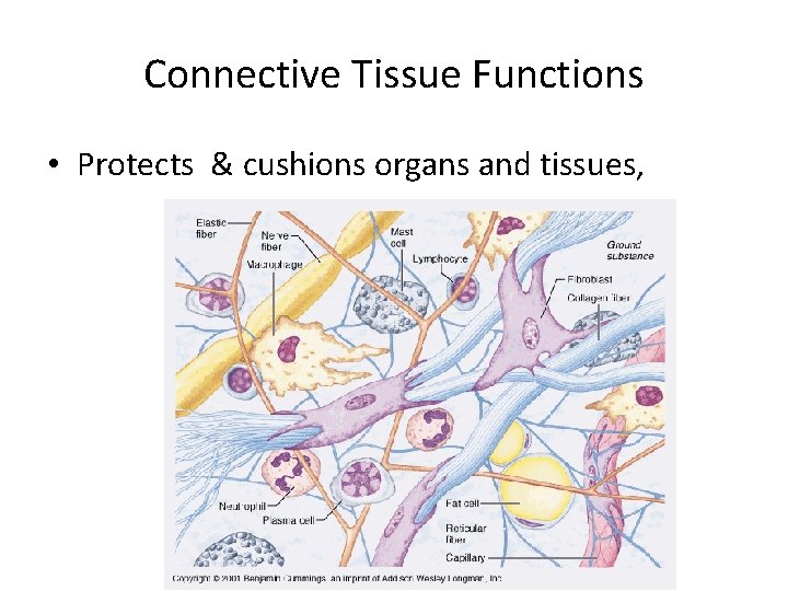 Connective Tissue Functions • Protects & cushions organs and tissues, 