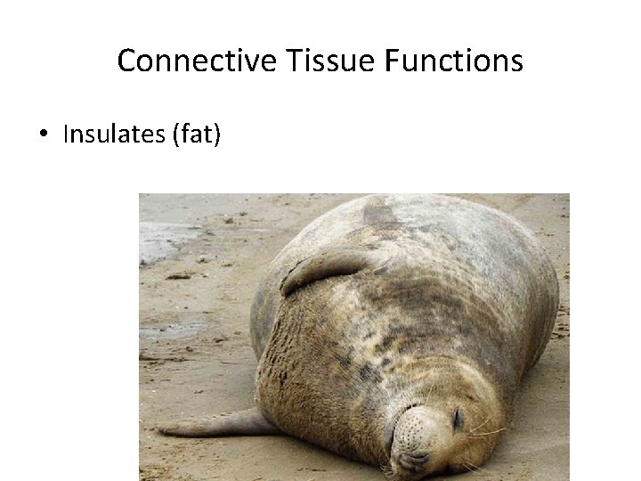 Connective Tissue Functions • Insulates (fat) 