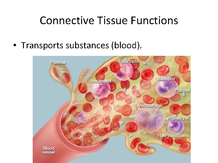 Connective Tissue Functions • Transports substances (blood). 