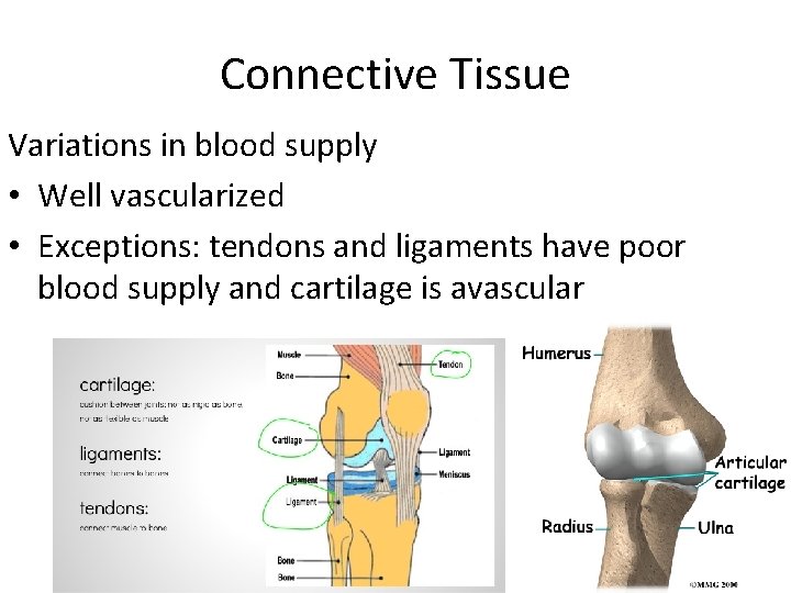 Connective Tissue Variations in blood supply • Well vascularized • Exceptions: tendons and ligaments