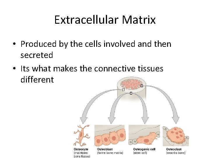 Extracellular Matrix • Produced by the cells involved and then secreted • Its what