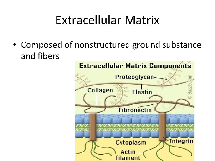 Extracellular Matrix • Composed of nonstructured ground substance and fibers 