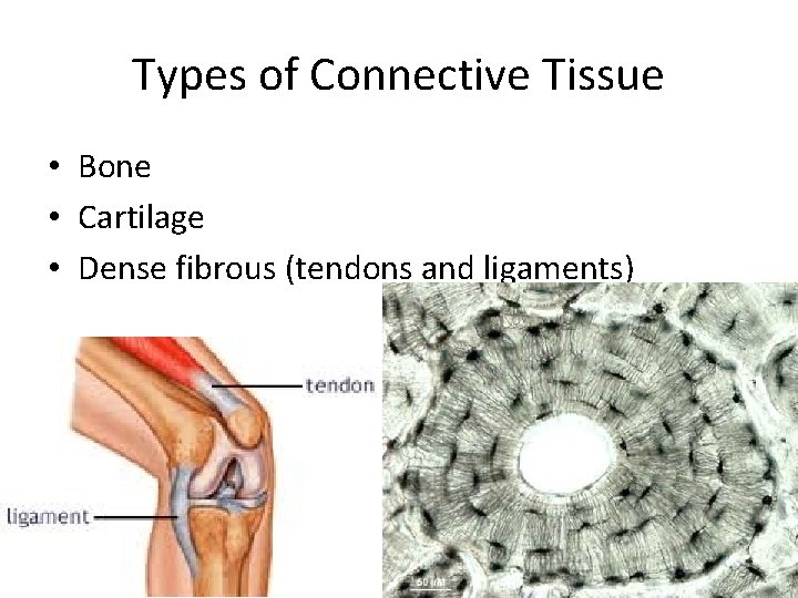 Types of Connective Tissue • Bone • Cartilage • Dense fibrous (tendons and ligaments)