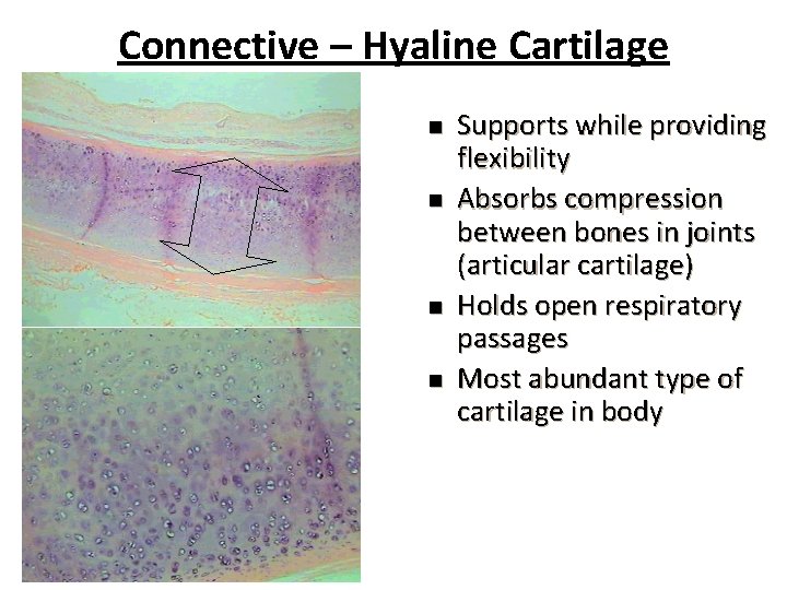 Connective – Hyaline Cartilage n n Supports while providing flexibility Absorbs compression between bones