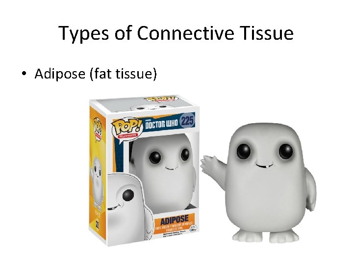 Types of Connective Tissue • Adipose (fat tissue) 
