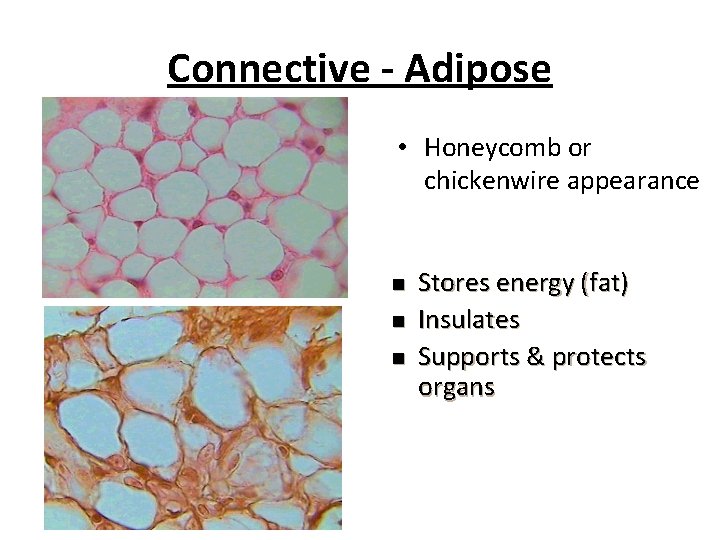 Connective - Adipose • Honeycomb or chickenwire appearance n n n Stores energy (fat)