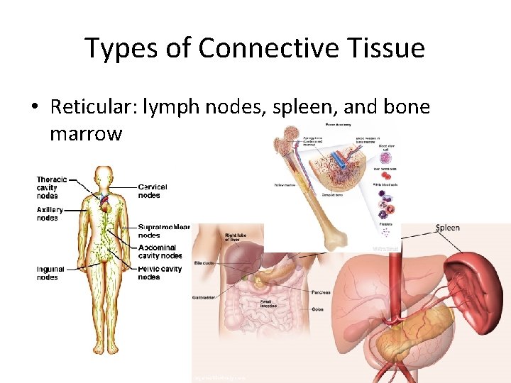 Types of Connective Tissue • Reticular: lymph nodes, spleen, and bone marrow 