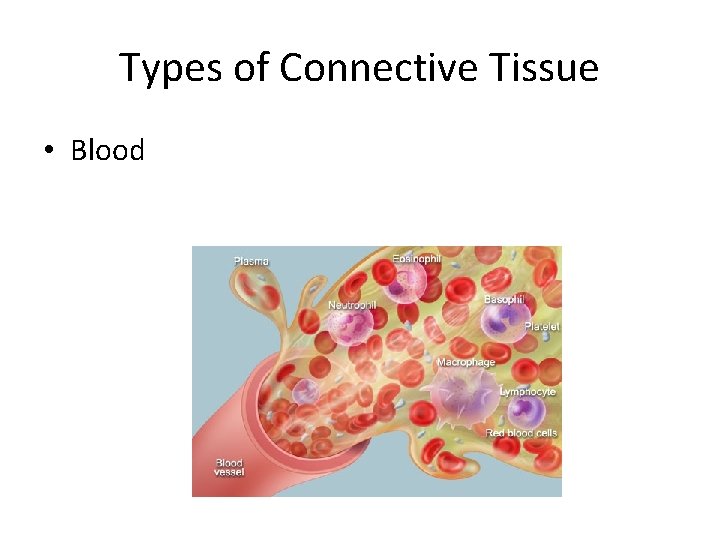 Types of Connective Tissue • Blood 