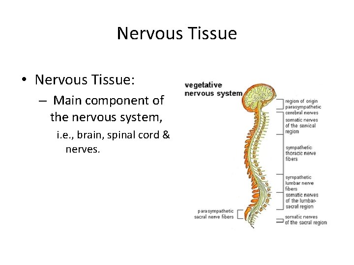 Nervous Tissue • Nervous Tissue: – Main component of the nervous system, i. e.