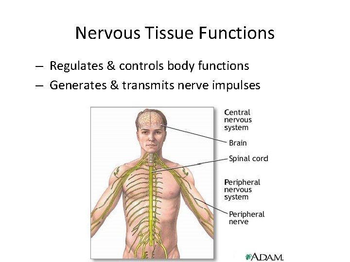 Nervous Tissue Functions – Regulates & controls body functions – Generates & transmits nerve