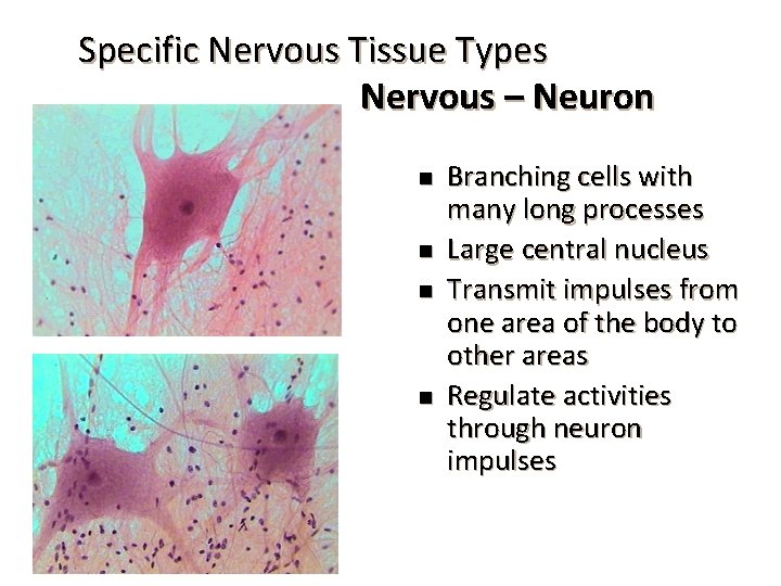 Specific Nervous Tissue Types Nervous – Neuron n n Branching cells with many long