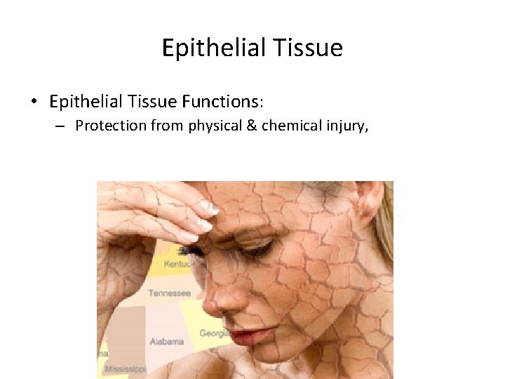 Epithelial Tissue • Epithelial Tissue Functions: – Protection from physical & chemical injury, 