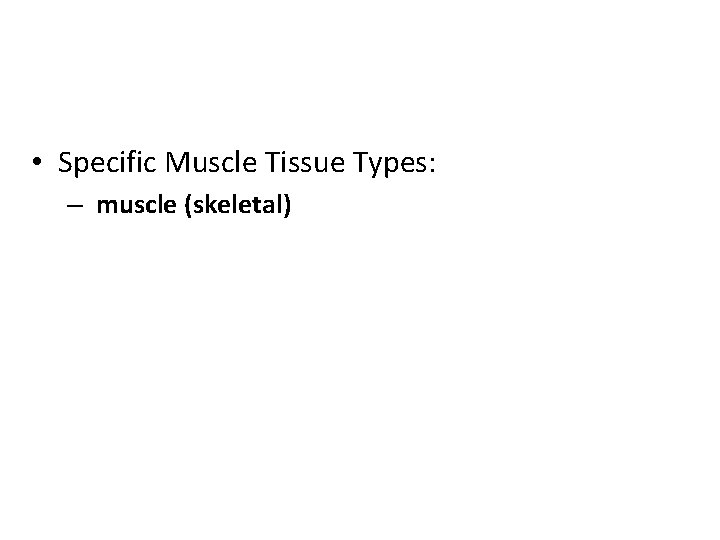  • Specific Muscle Tissue Types: – muscle (skeletal) 