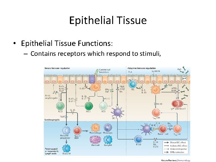 Epithelial Tissue • Epithelial Tissue Functions: – Contains receptors which respond to stimuli, 