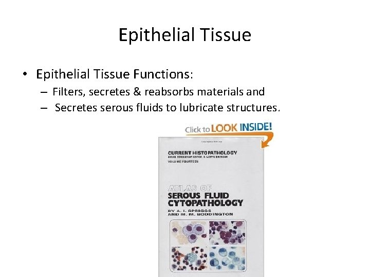 Epithelial Tissue • Epithelial Tissue Functions: – Filters, secretes & reabsorbs materials and –