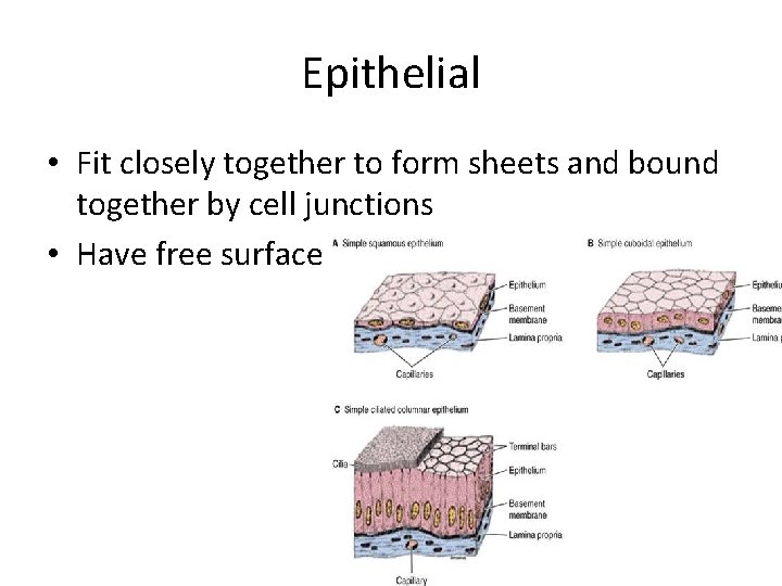 Epithelial • Fit closely together to form sheets and bound together by cell junctions