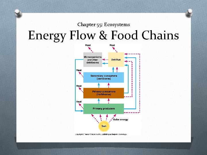 Chapter 55: Ecosystems Energy Flow & Food Chains 