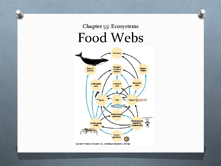 Chapter 55: Ecosystems Food Webs 