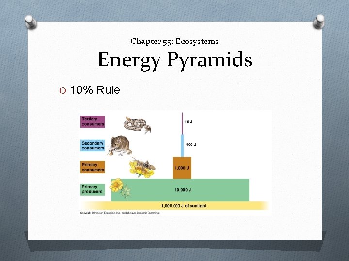 Chapter 55: Ecosystems Energy Pyramids O 10% Rule 