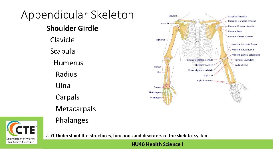 Appendicular Skeleton Shoulder Girdle Clavicle Scapula Humerus Radius Ulna Carpals Metacarpals Phalanges 2. 01