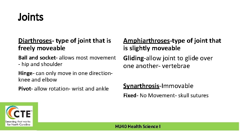 Joints Diarthroses- type of joint that is freely moveable Ball and socket- allows most