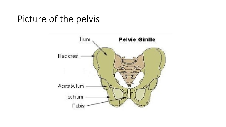 Picture of the pelvis 