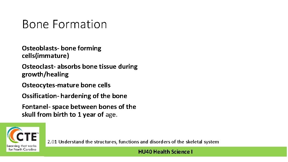 Bone Formation Osteoblasts- bone forming cells(immature) Osteoclast- absorbs bone tissue during growth/healing Osteocytes-mature bone