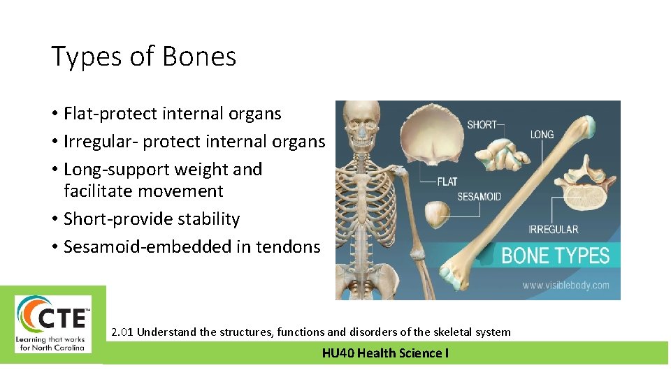 Types of Bones • Flat-protect internal organs • Irregular- protect internal organs • Long-support