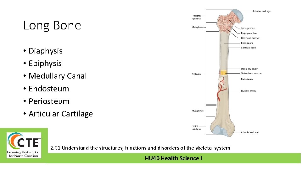 Long Bone • Diaphysis • Epiphysis • Medullary Canal • Endosteum • Periosteum •