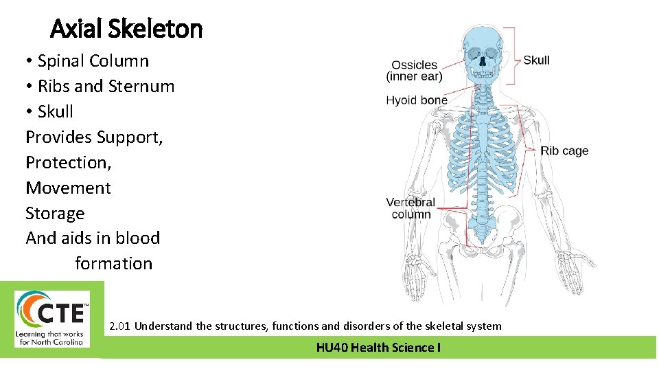 Axial Skeleton • Spinal Column • Ribs and Sternum • Skull Provides Support, Protection,