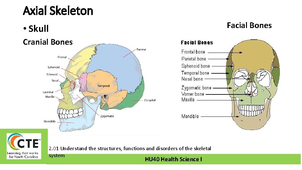 Axial Skeleton Facial Bones • Skull Cranial Bones 2. 01 Understand the structures, functions