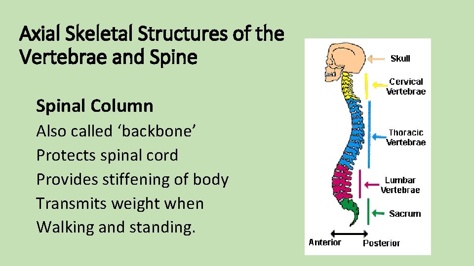 Axial Skeletal Structures of the Vertebrae and Spine Spinal Column Also called ‘backbone’ Protects