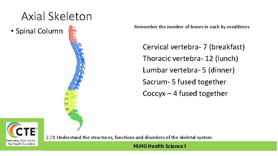 Axial Skeleton • Spinal Column Remember the number of bones in each by mealtimes