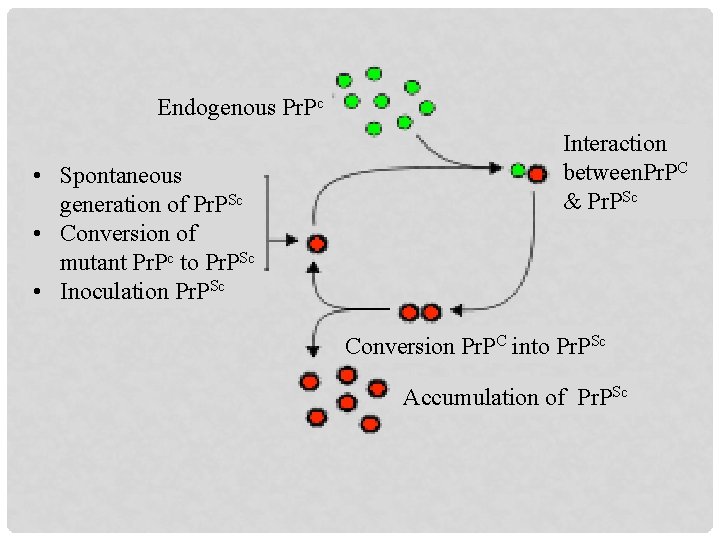 Endogenous Pr. Pc • Spontaneous generation of Pr. PSc • Conversion of mutant Pr.