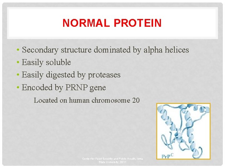 NORMAL PROTEIN • Secondary structure dominated by alpha helices • Easily soluble • Easily