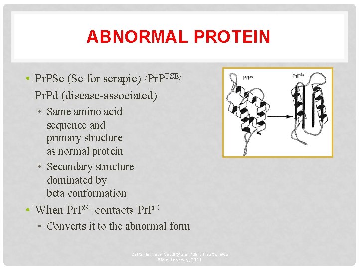 ABNORMAL PROTEIN • Pr. PSc (Sc for scrapie) /Pr. PTSE/ Pr. Pd (disease-associated) •