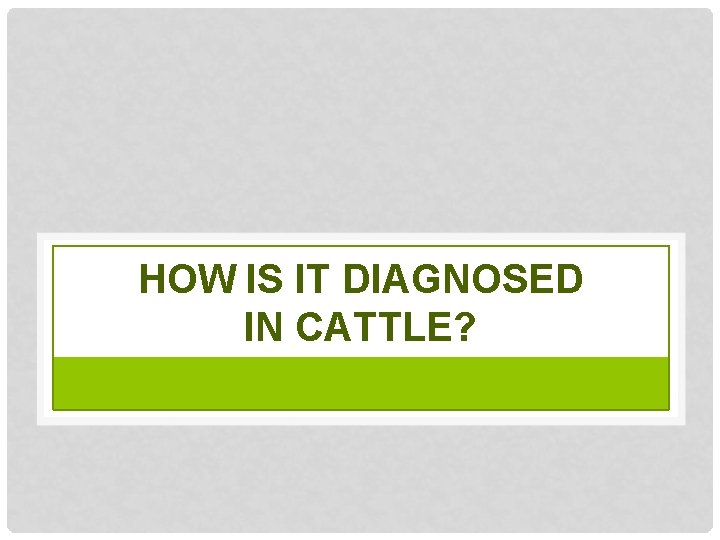 HOW IS IT DIAGNOSED IN CATTLE? 