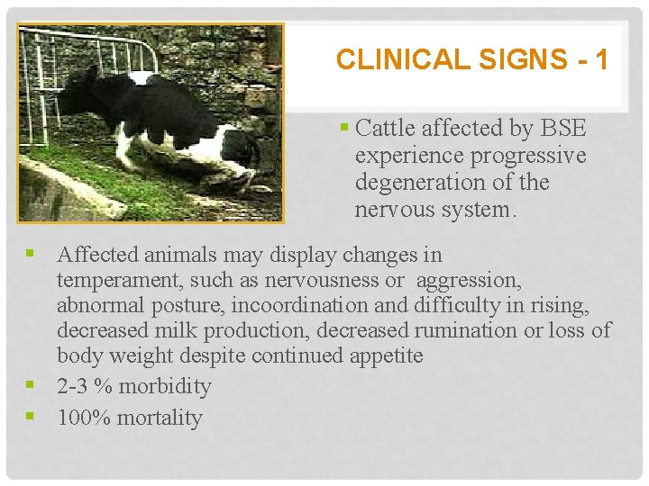 CLINICAL SIGNS - 1 § Cattle affected by BSE experience progressive degeneration of the