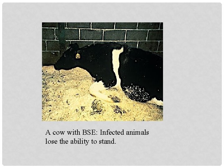 A cow with BSE: Infected animals lose the ability to stand. 