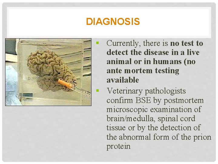 DIAGNOSIS § Currently, there is no test to detect the disease in a live