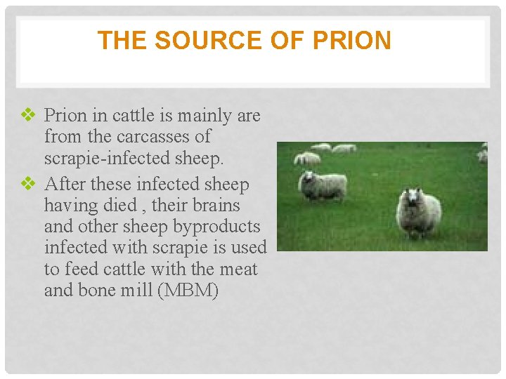 THE SOURCE OF PRION v Prion in cattle is mainly are from the carcasses