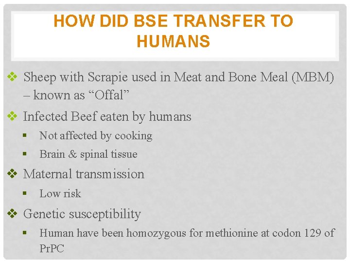 HOW DID BSE TRANSFER TO HUMANS v Sheep with Scrapie used in Meat and