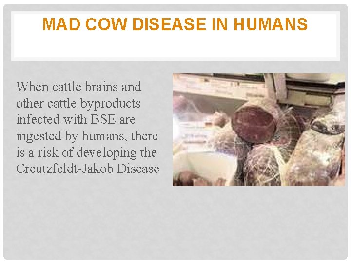 MAD COW DISEASE IN HUMANS When cattle brains and other cattle byproducts infected with