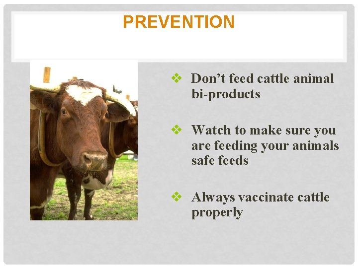 PREVENTION v Don’t feed cattle animal bi-products v Watch to make sure you are
