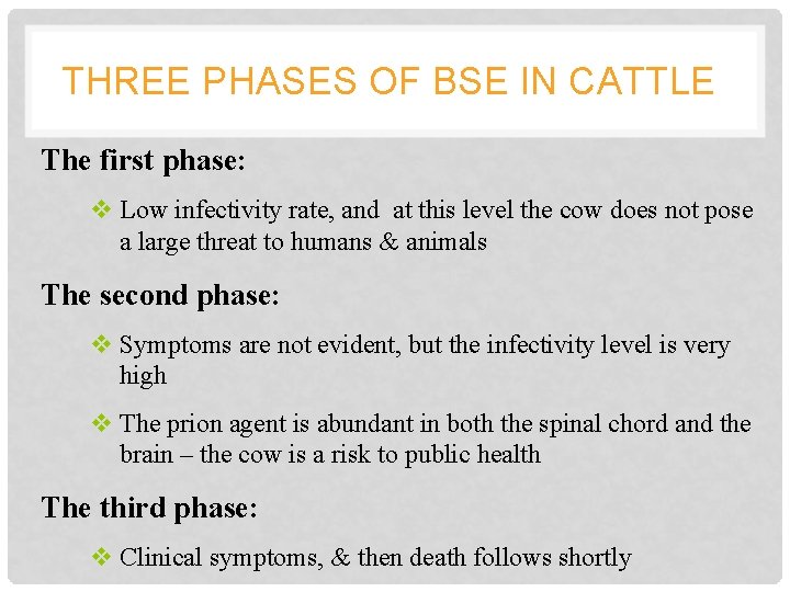 THREE PHASES OF BSE IN CATTLE The first phase: v Low infectivity rate, and