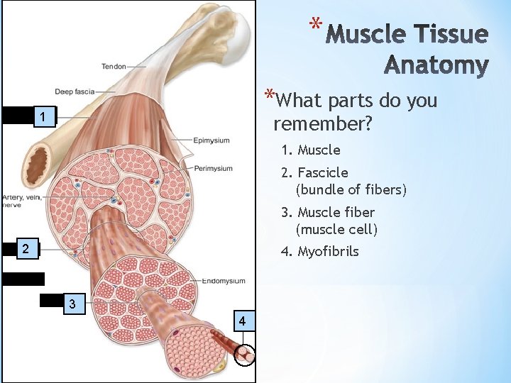 * *What parts do you 1 D remember? 1. Muscle 2. Fascicle (bundle of